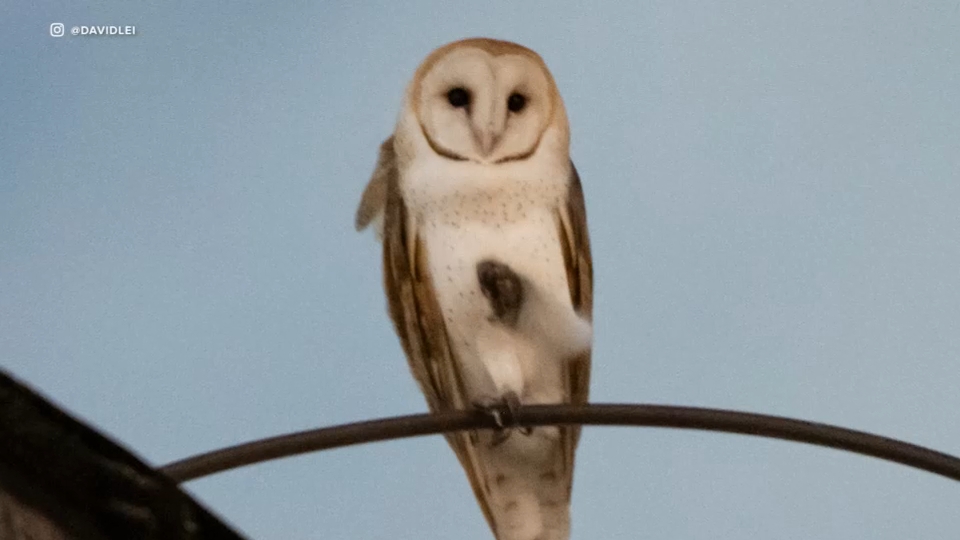 Disruption of rare barn owl nest sparks outrage on Upper West Side
       — WABC-TV Eyewitness News (ABC7 NY)